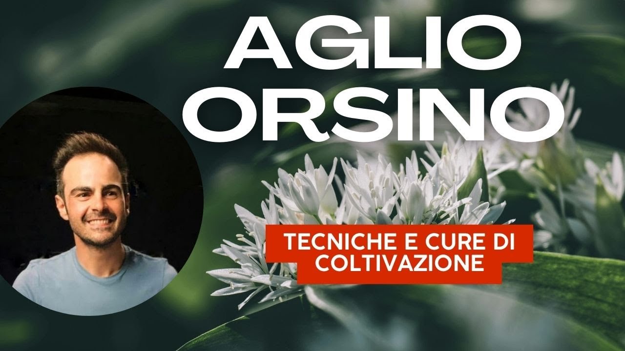 Aglio orsino: Coltivare e Gustare l'Aglio selvatico Guida Completa e Propriet&agrave; Salutari