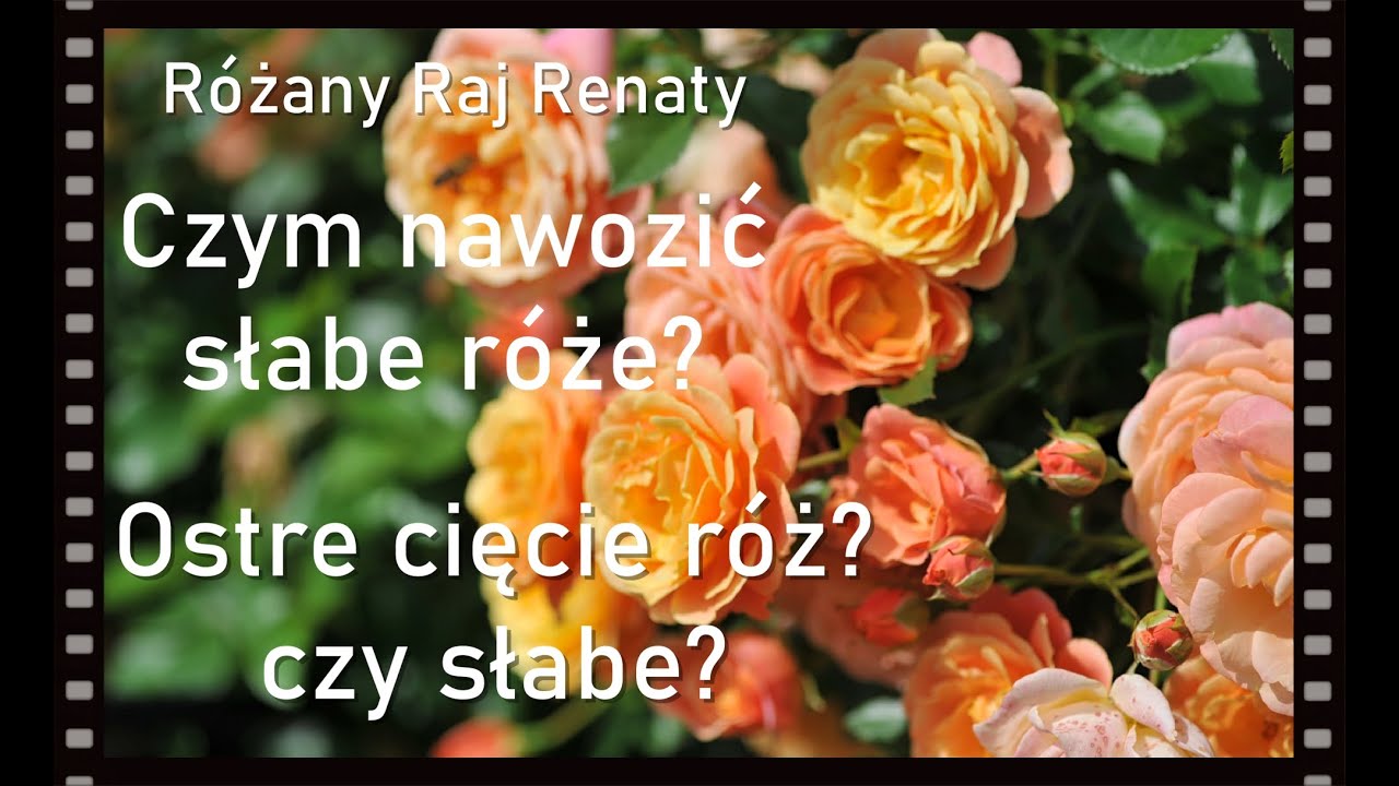 Czym nawozić słabe róże?  Czy bać się cięcia? Moje błędy. Róże paskowane i róże angielskie. Zapachy.