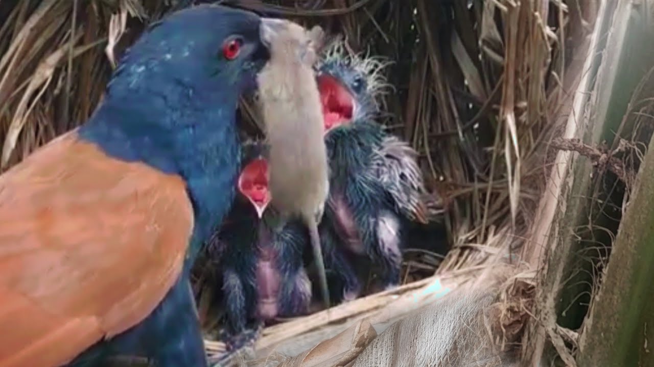 ANAK BURUNG SEKECIL INI DI BERI MAKAN TIKUS