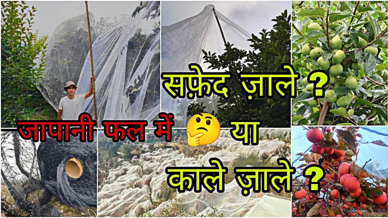 जापानी फल के पेड़ में ज़ाले कैसे लगाएं ? #Fuyu #persimmon #जापानी #agriculture #chhurla #सांगली #GfG 
