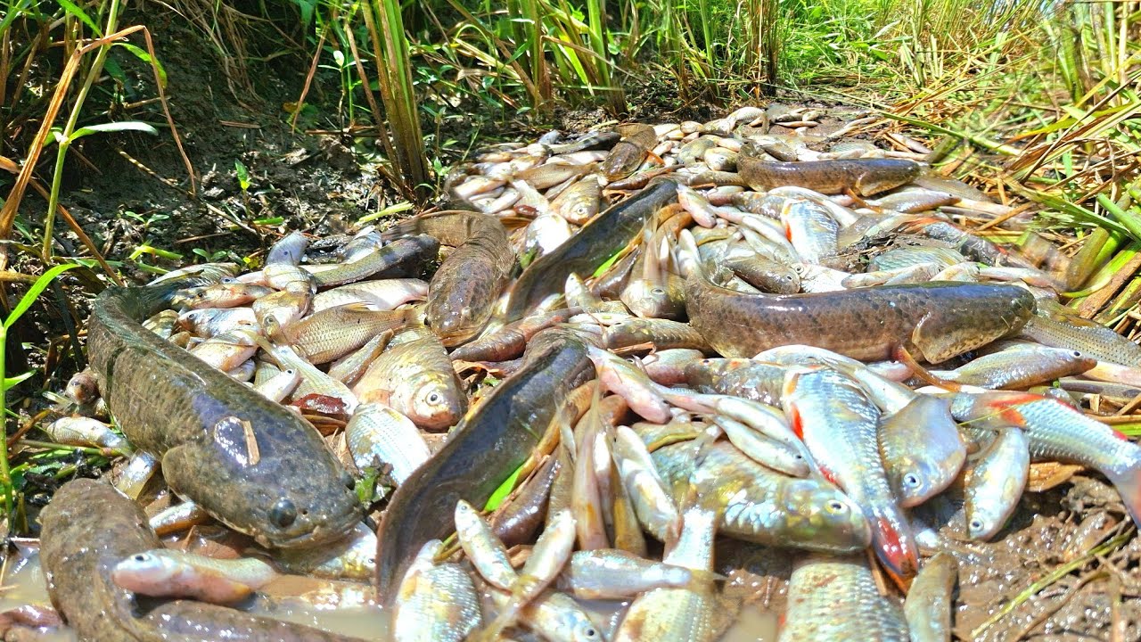 Top amazing fishing videos. Fishermen catch a lot of fish in the Kampong Cham rice fields.