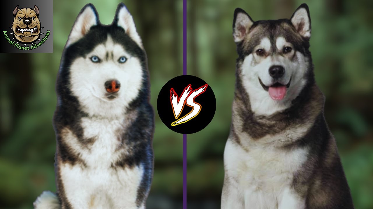 Alaskan Malamute vs Siberian Husky: Which one is preferred ?