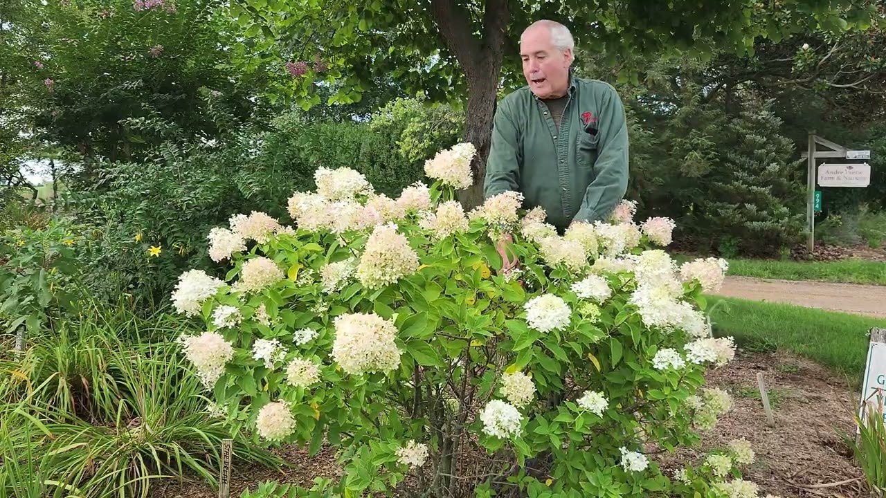 Hydrangea Little Lime , compact shrub hydrangea
