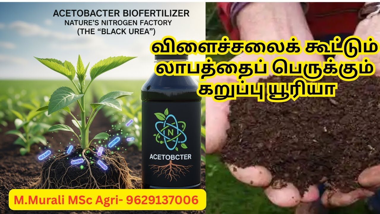 Acetobacter Biofertilizer: The 
