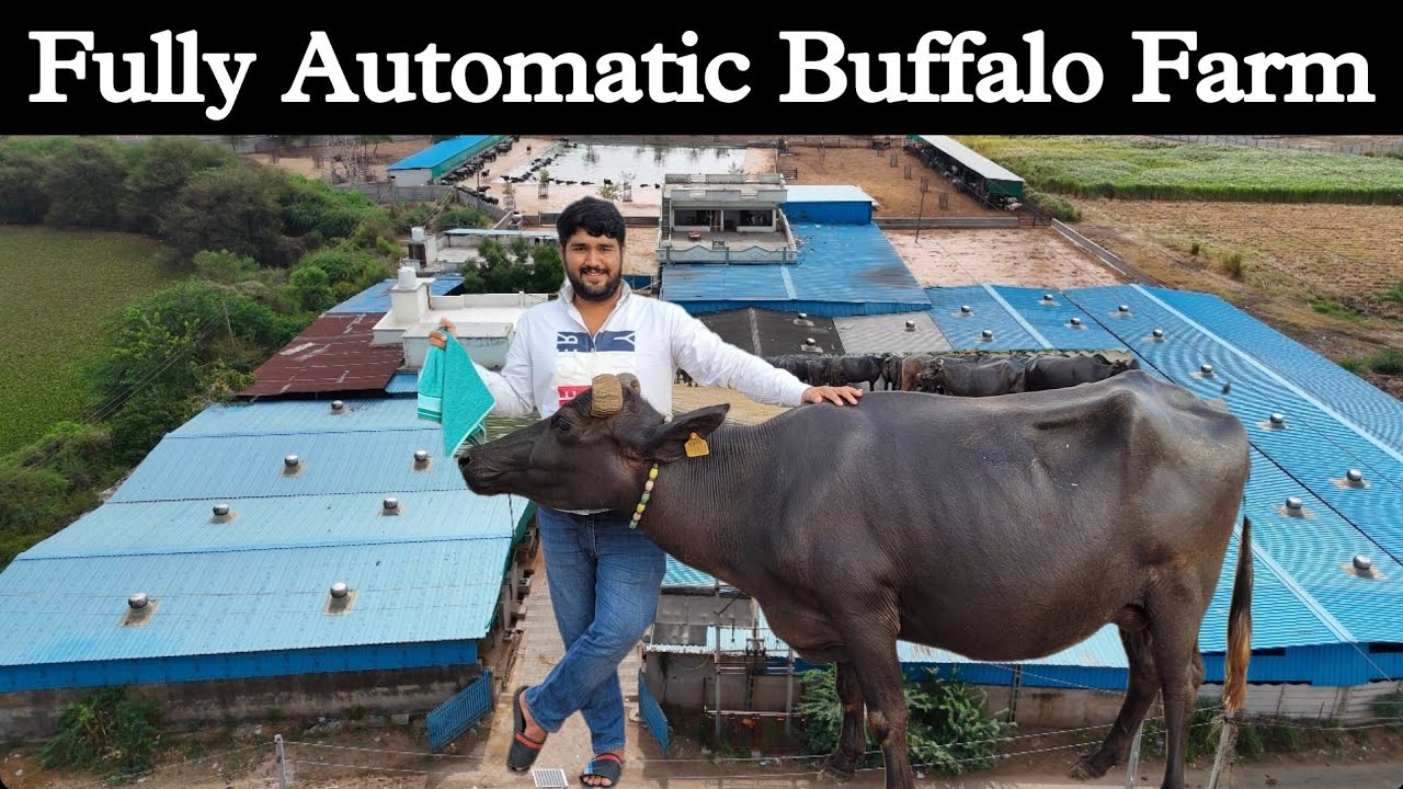 गुजरात का इकलौता मॉडर्न भैंसों का फार्म - Fully Automatic Buffalo Dairy Farm Business