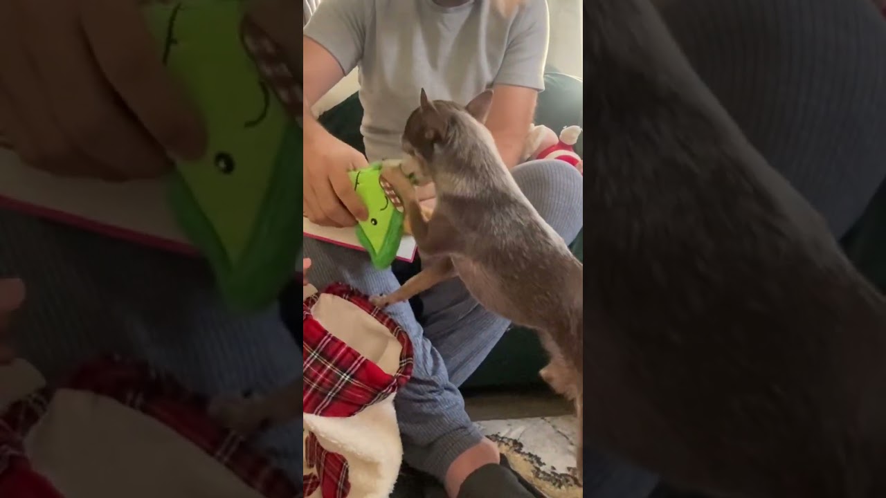 My chihuahua has a present for Christmas #chihuahua #christmasgifts #shortviral
