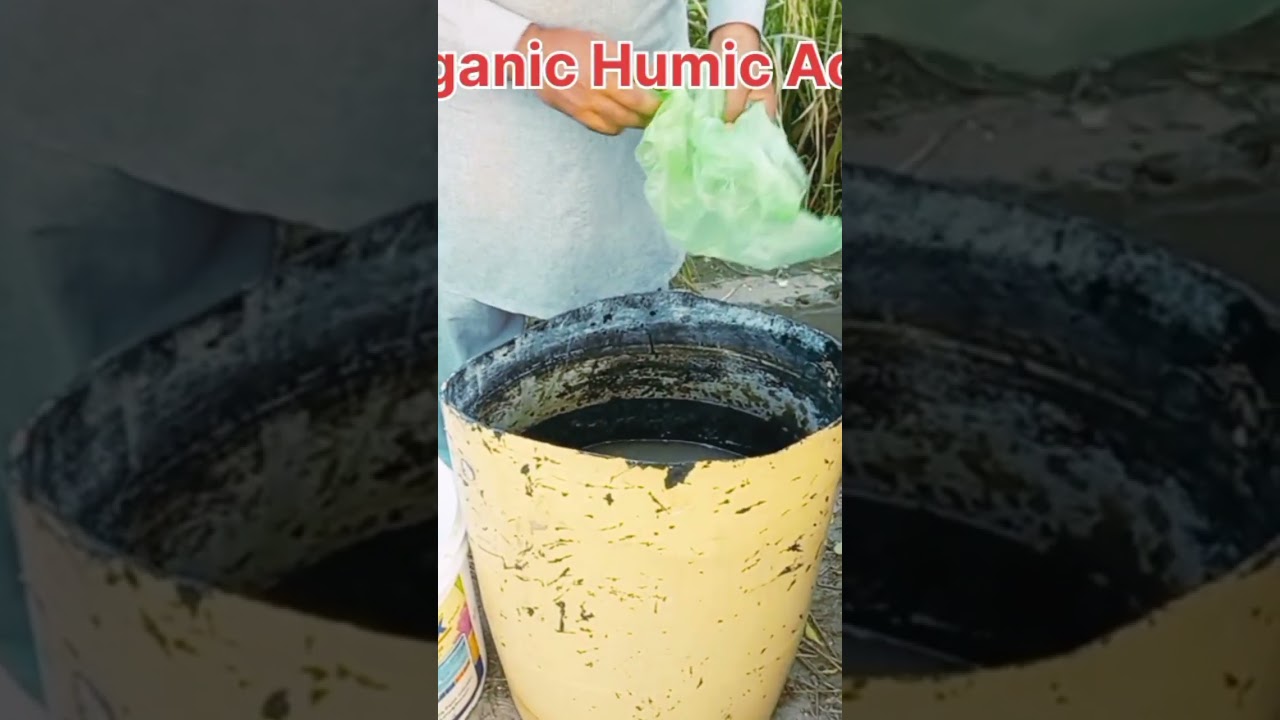 Organic Humic Acid #ricewater..How to Make organic humic acid