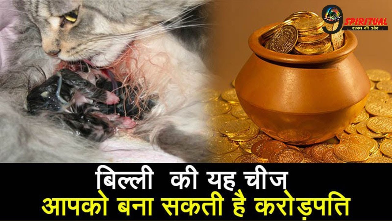घर में रख दें बिल्ली की यह चीज़, बरस पड़ेगी लक्ष्मी | Keep this Cat thing in Home, Please Maa Lakshmi