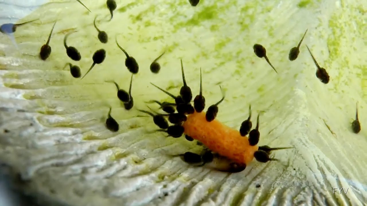Pollywog Power Tadpoles Eating FYV