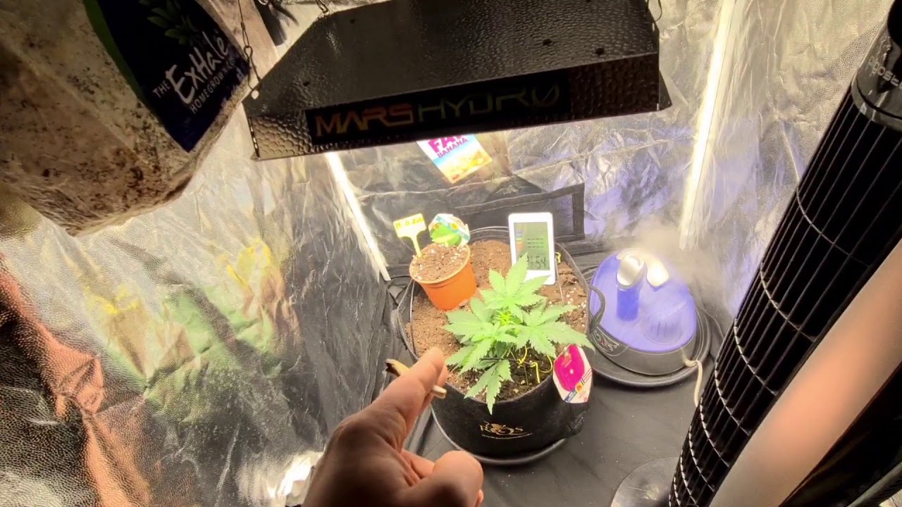 Mars Hydro Ts600 Czy uprawa jest Legalna w NL ??? szybkie sprostowanie