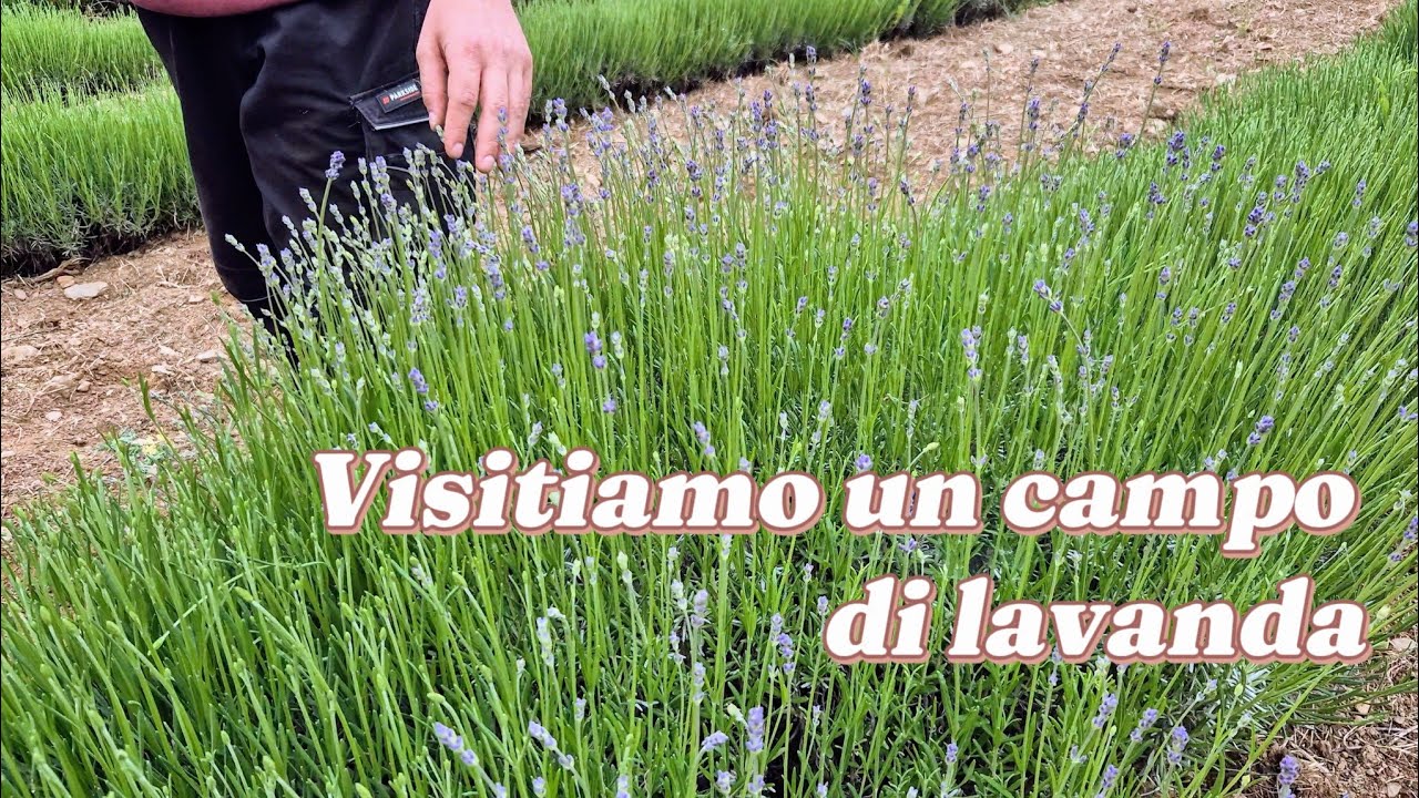 La coltivazione della lavanda