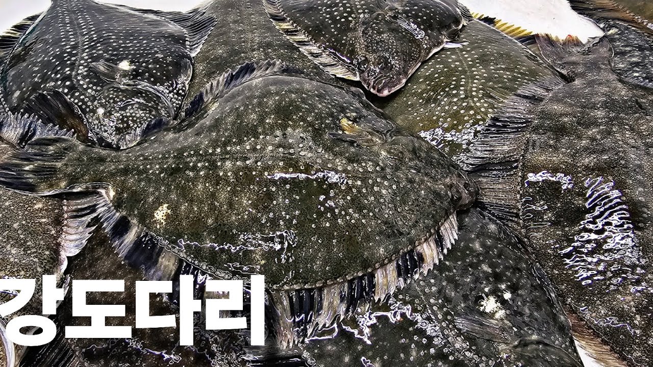 강도다리 세꼬시 와 횟감 손질하기 #생선손질 