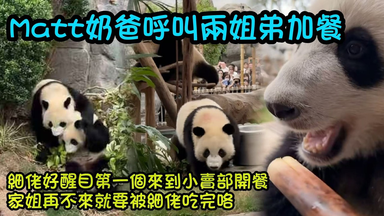 3月7日 細佬被家姐壓制，聽到奶爸叫，細佬即刻逃離向著奶爸跑來#大熊貓加加得得 #香港大熊貓  #大熊貓家姐細佬