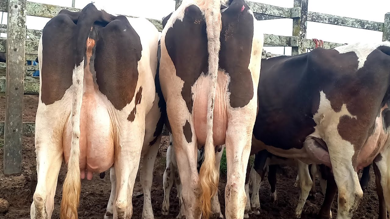 Feira das Vacas Leiteiras Capoeiras Pe.20/02/26