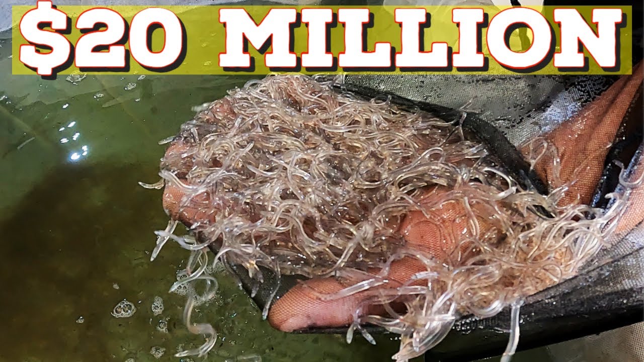 Glass Eels + Elvers: Maine's Lucrative $20 Million fish: ウナギ