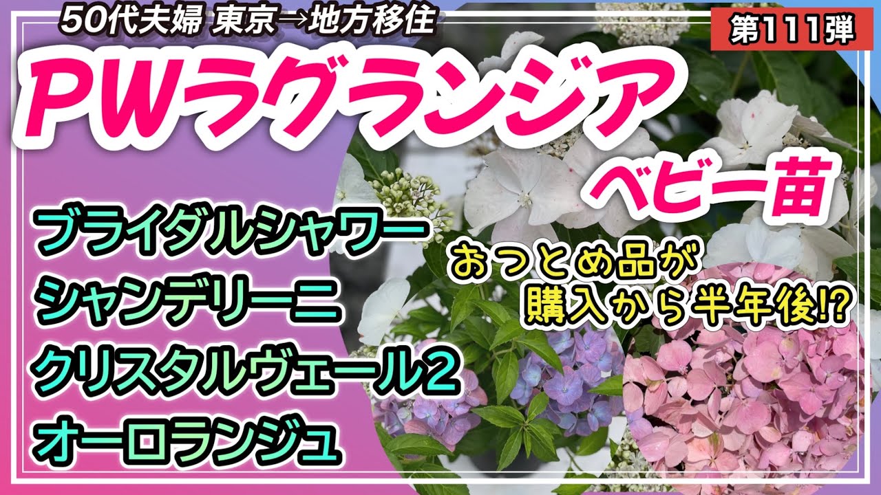 【PWラグランジア】おつとめ品のラグランジアベビー苗4種類　半年後こうなりました