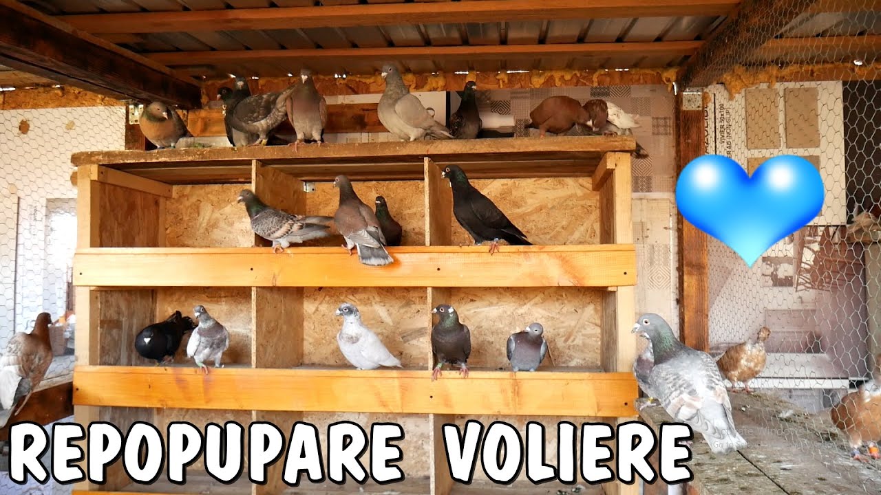 Am terminat voliera si am adus porumbeii voiajori - Viața la Țară  #viațalațară #pigeonloft