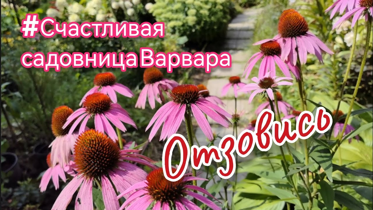 🤥 #обман и #ложь во благо кого? #счастливаясадовницаВарвара #блогер #гортензии #цветы #сад #саженцы 