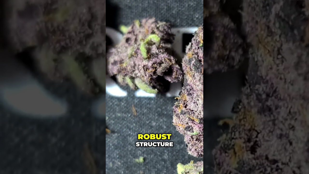 Trop Cherry Strain: Prom Queen of Cannabis?