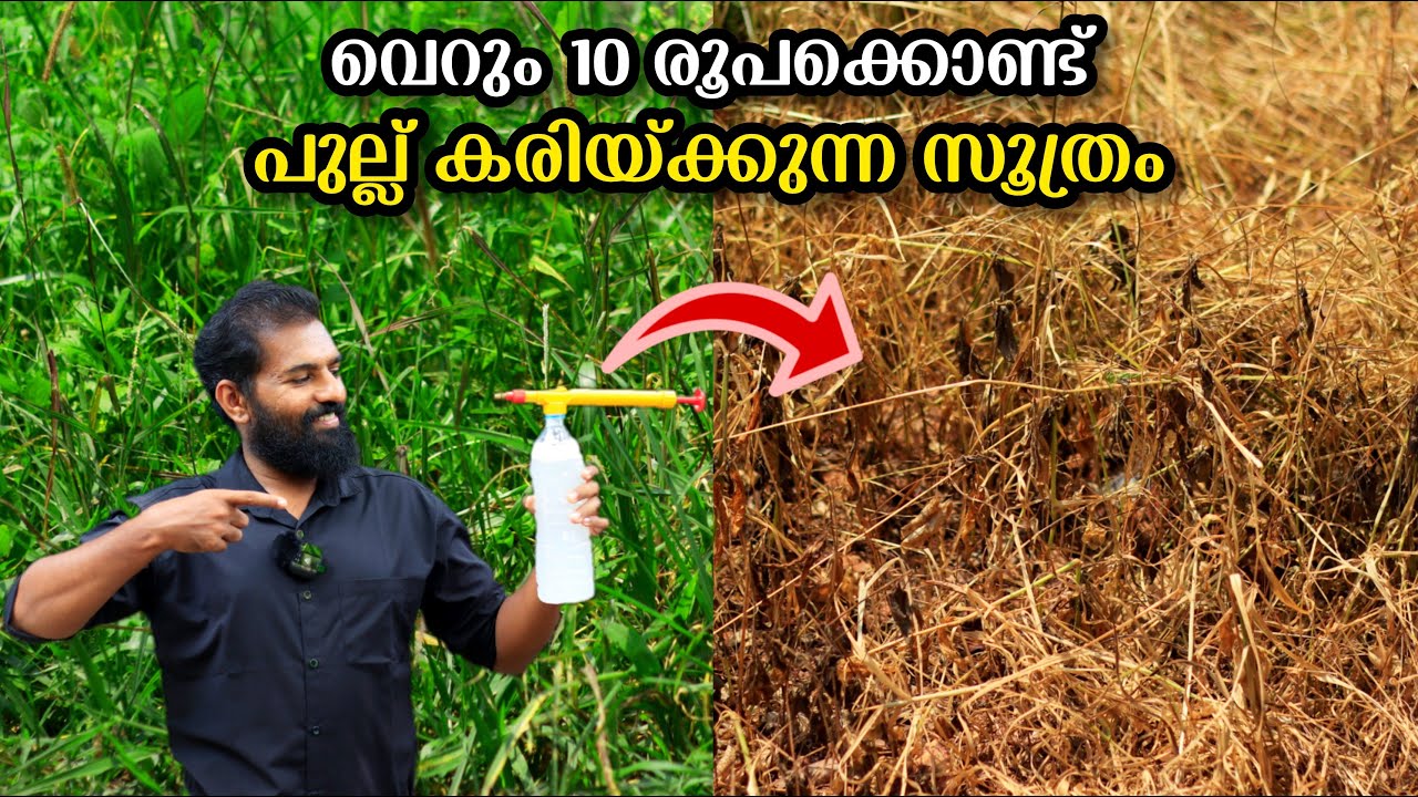 വിഷമില്ലാതെ 10 രൂപ ചിലവിൽ ഏത് പുല്ലും കരിയ്ക്കാം!! | Pullu unakan malayalam