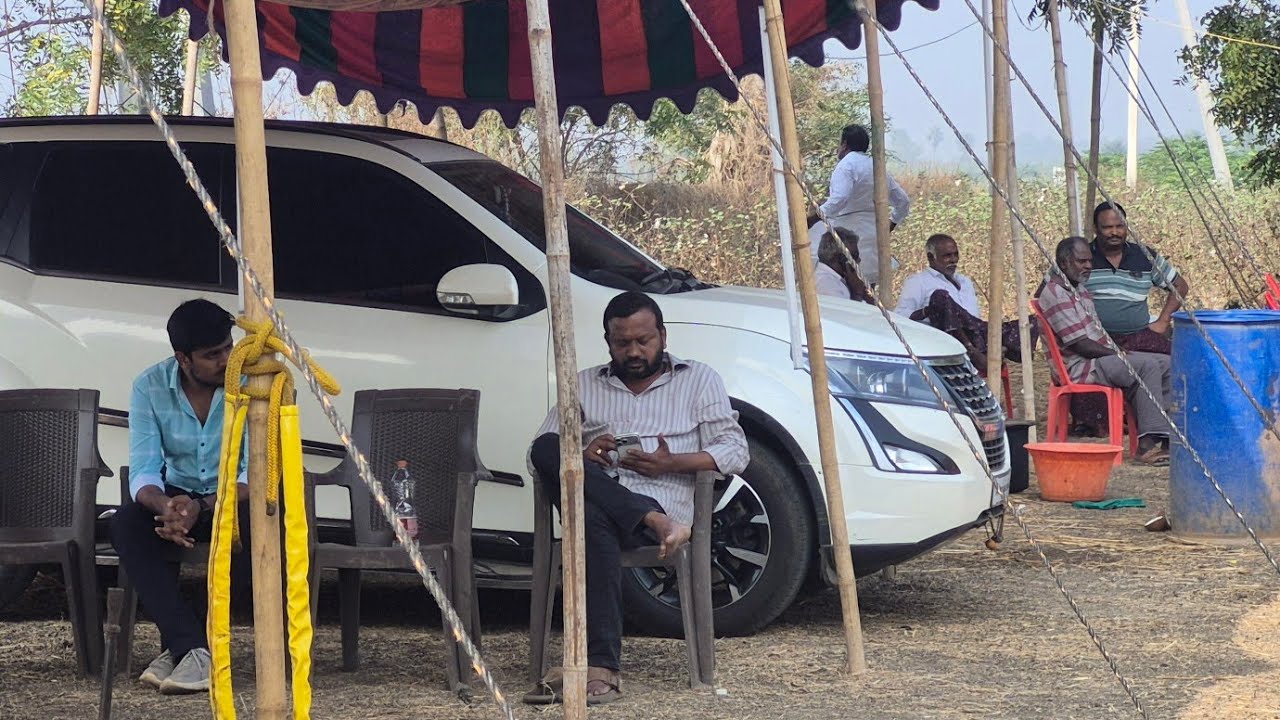 నాదెండ్లకు వచ్చిన Kasaraneni Raja Chowdary Senior Bulls  |  నాదెండ్ల ఒంగోలు ఎద్దుల పందెం