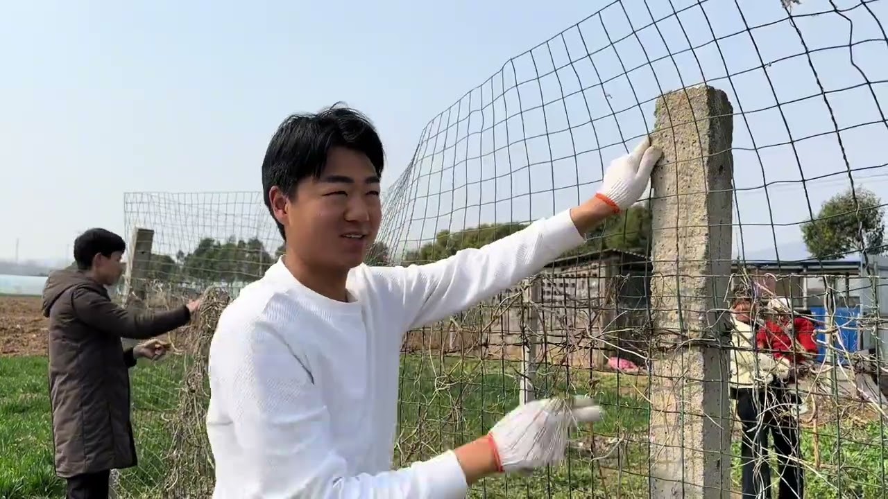 今天去西边养鸡子的院里给隔离网加高一下。 #家庭日常 #家庭琐事 #记录生活