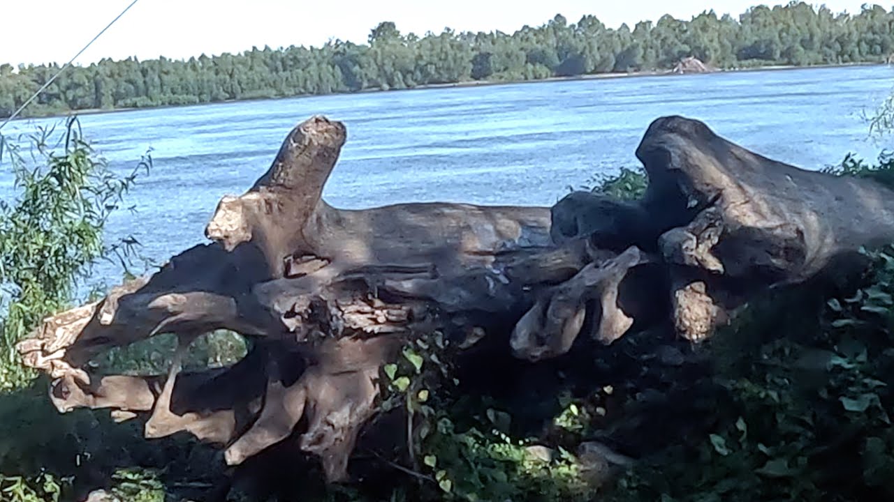 Bushwhacking, Mississippi River Catfish Fishing