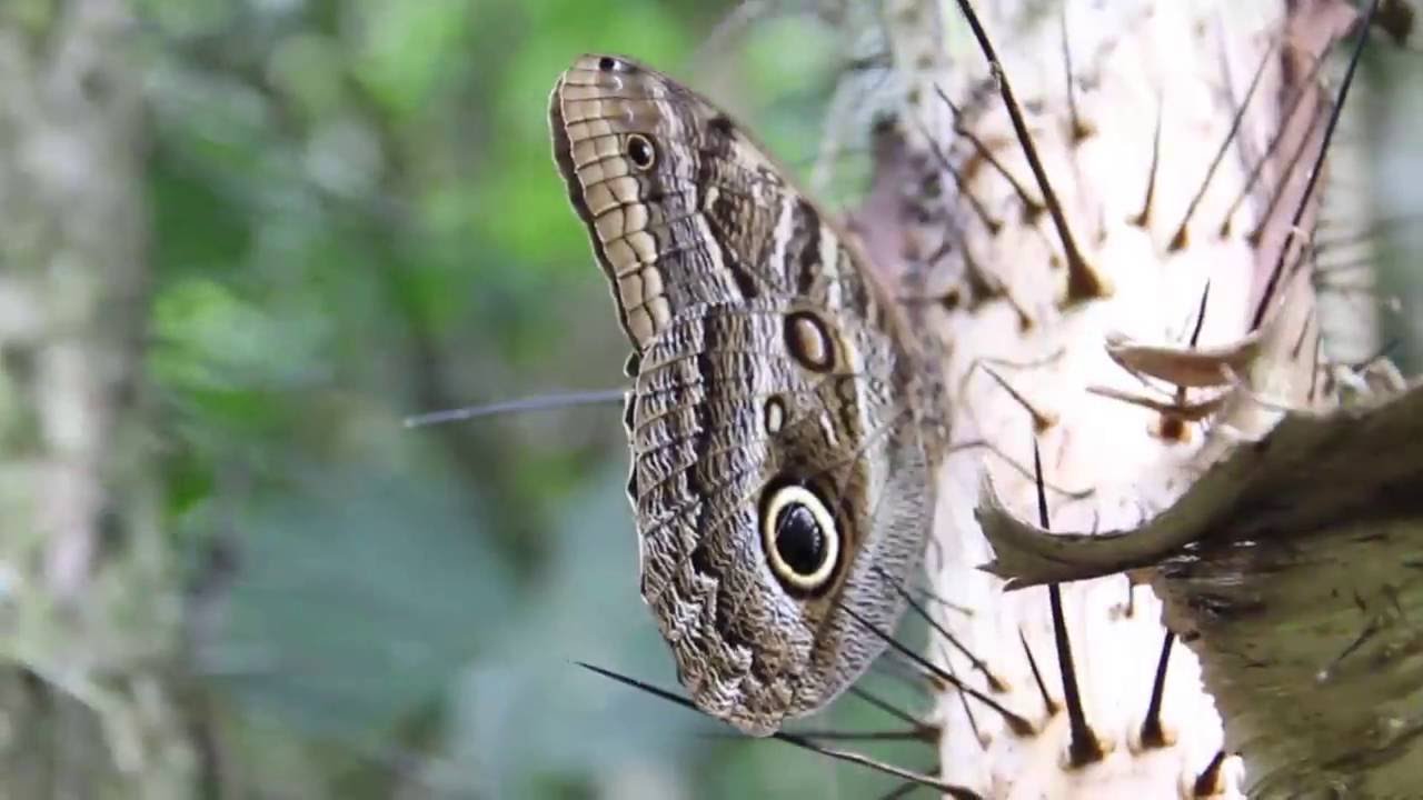 Video Turismo Comunitario en San Rafael  (Antioquia - Colombia)