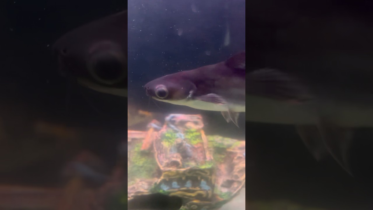 Shark 🦈 fish| #sharkfish #shark #fish #fishtank #aquarium #monsterfish #ytshorts #shorts #virial