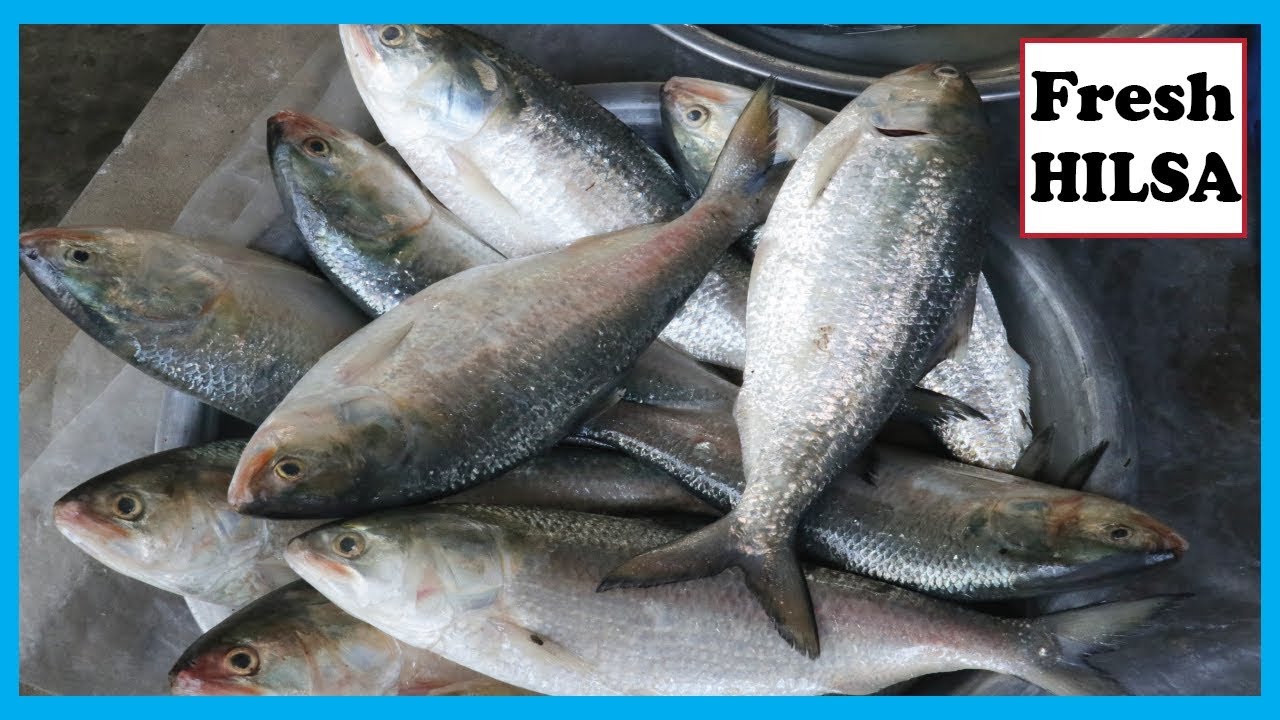 Fisherman Collecting Fresh Hilsa Fish after Hilsa Fish Catching in a Deep River | Fish Corn