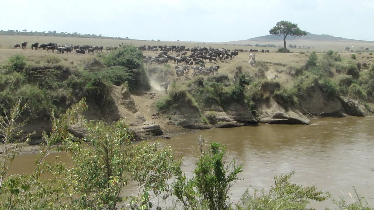 Zebras crossing Mara river