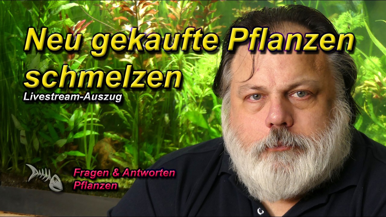 Warum NEU GEKAUFTE PFLANZEN NACH WENIGEN TAGEN GAMMELN (schmelzen)