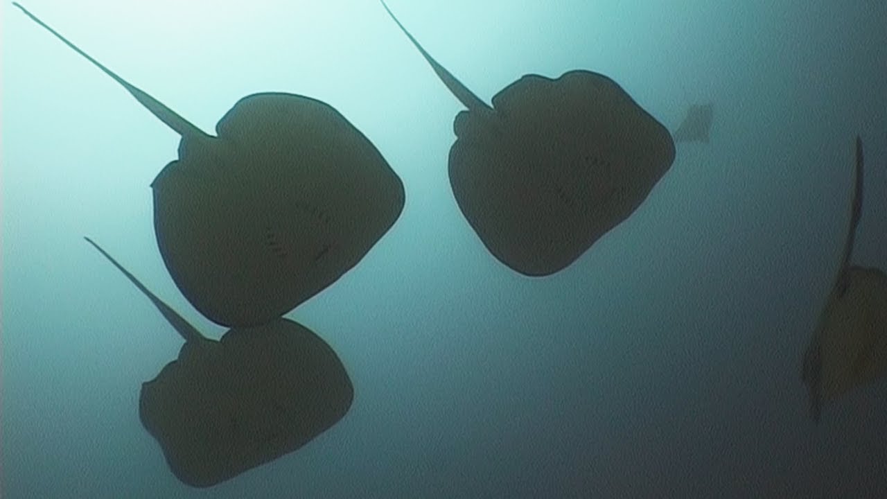 Stingrays - Reef Life of the Andaman - Part 5