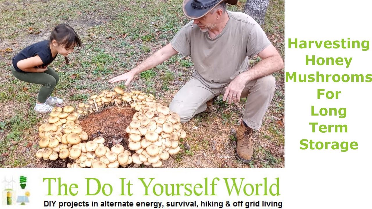 Harvesting And Preserving Honey Mushrooms For Long Term Storage
