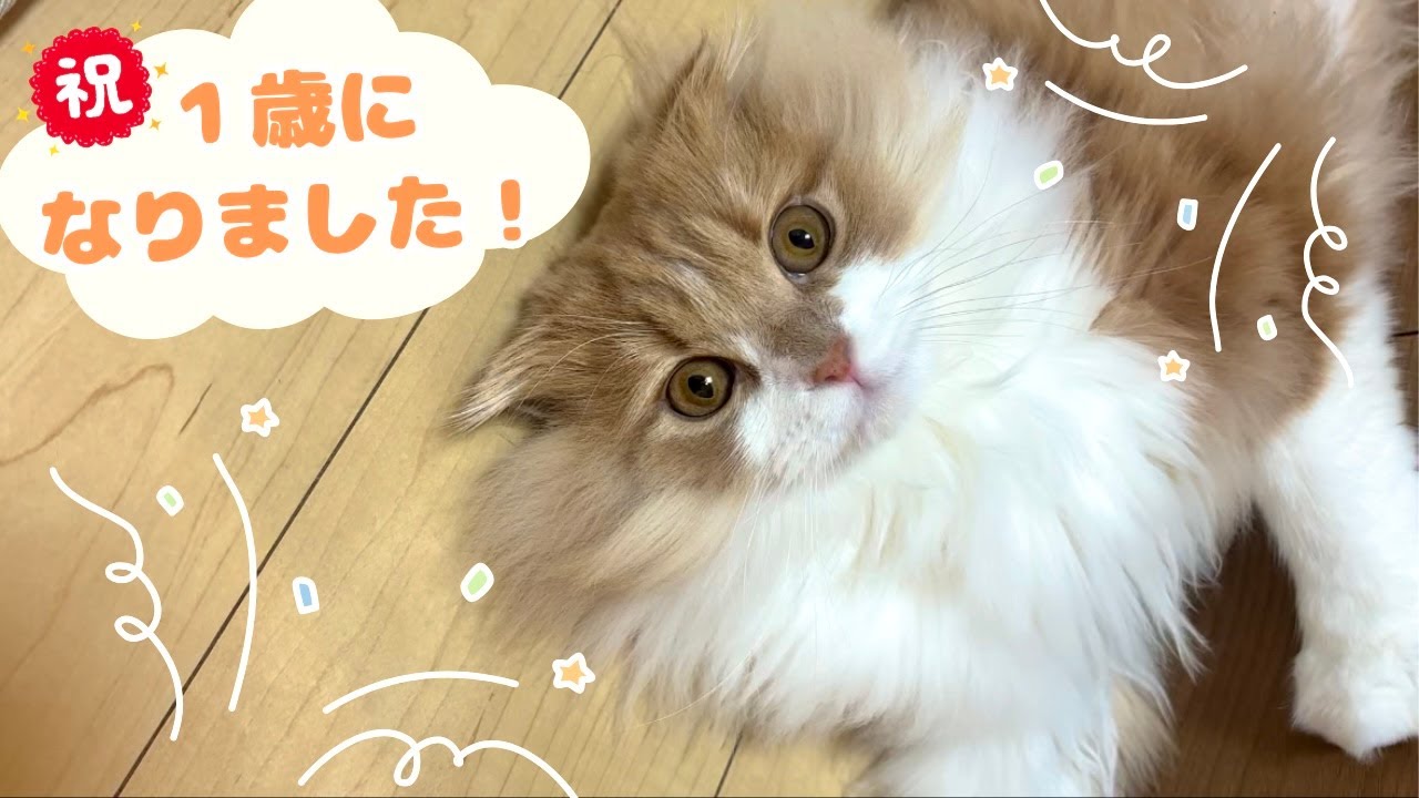 【祝！1歳】タリの誕生日！こんなに大きくなりました！