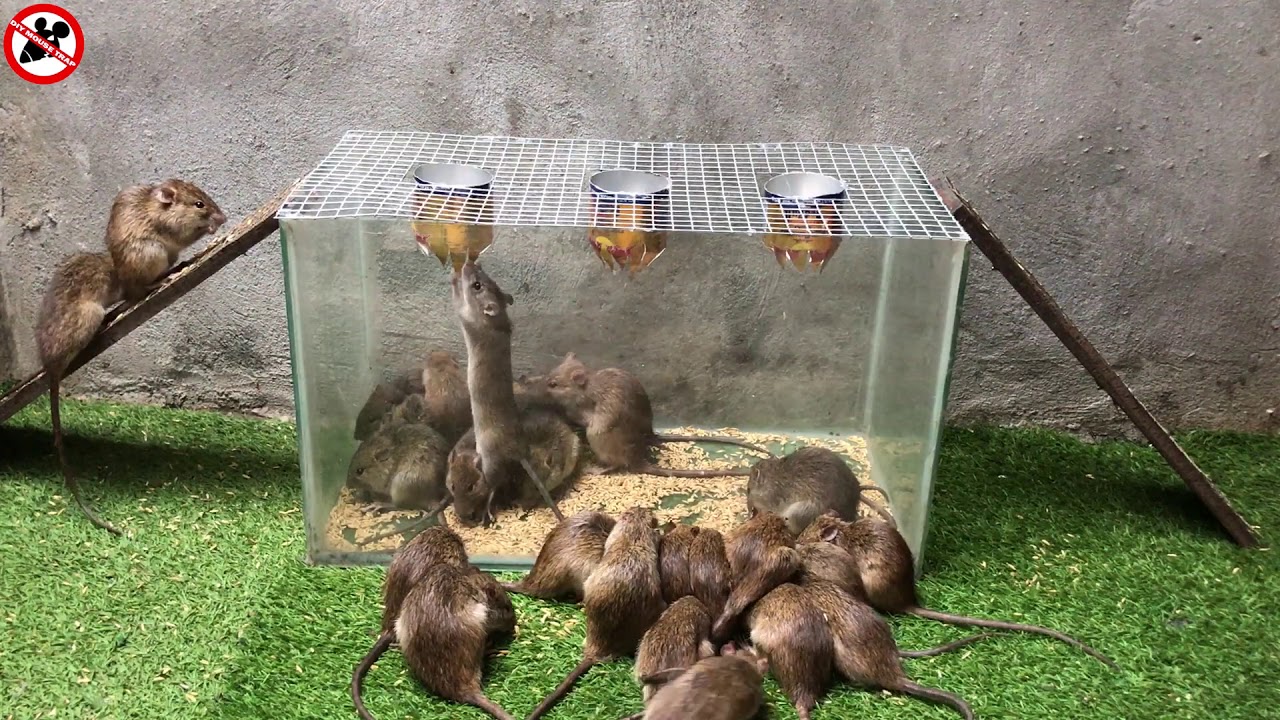 The best video I've ever seen | Top 10 piège à souris électrique |10 souris en une nuit