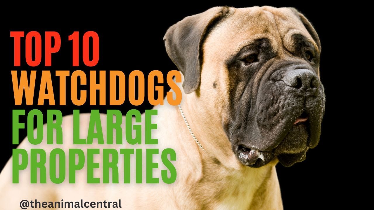 Top 10 dogs that make the best watchdogs for large properties
