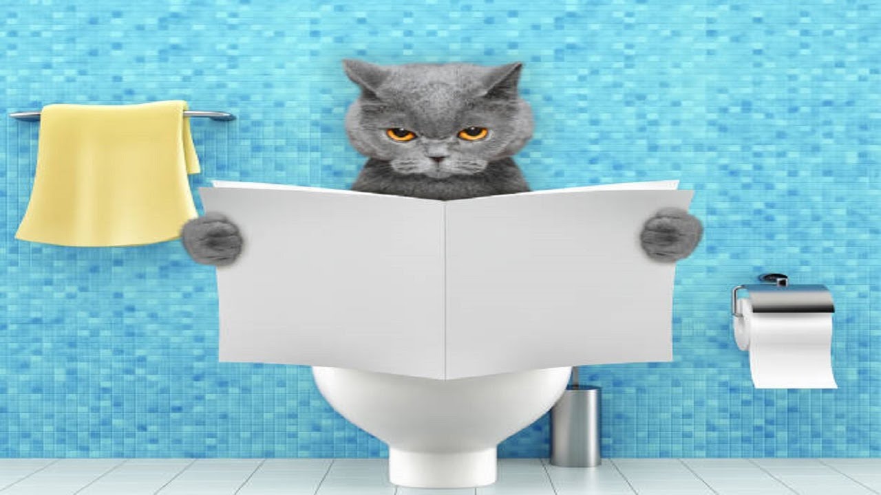 Was sie wirklich MÜSSEN!! - Die Lustigsten Haustiere #160