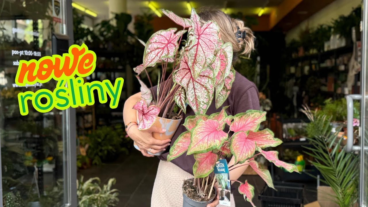 DOSTAWA ROŚLIN - Hoja Compacta Mauna Loa, Caladium, Hoja Endauensis, kolekcjonerskie OPUNCJE 🌵🌵🌵🌵