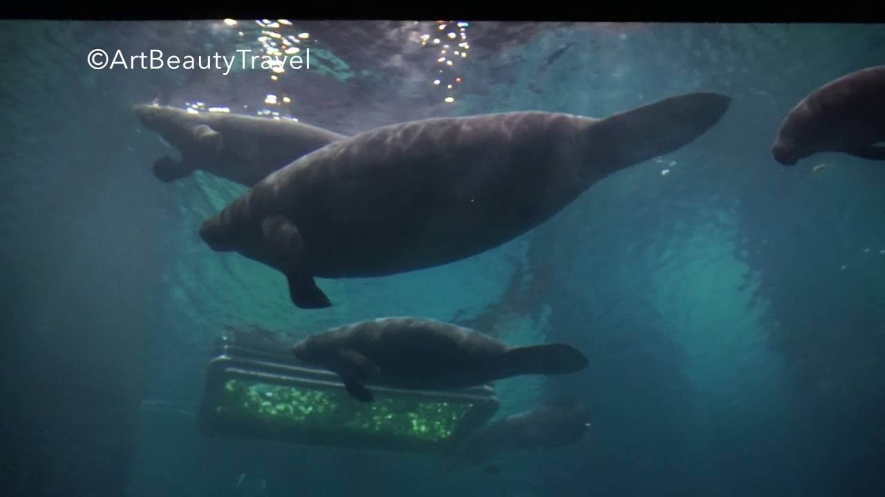 MAGIC MANATEES, REAL MERMAIDS | ЧУДО-ЮДО РУСАЛКИ ЛАМАНТИНЫ Singapore ZOO