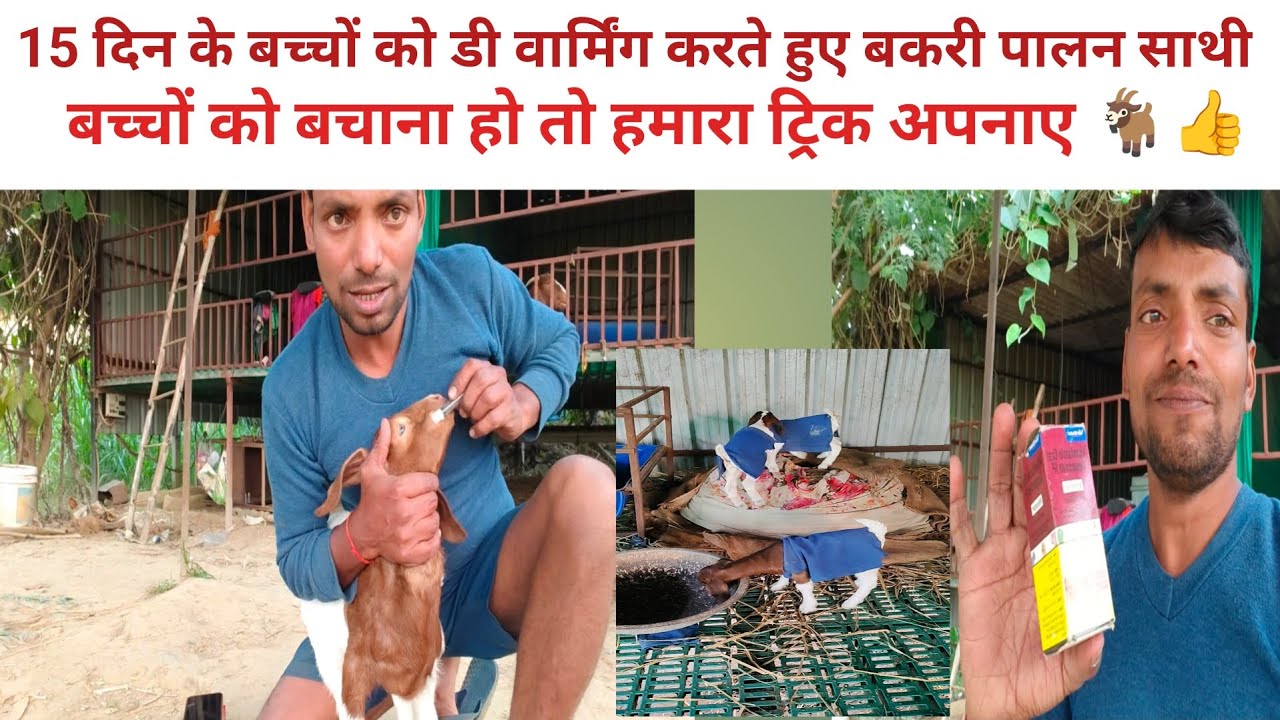 कितने दिन के बच्चों को डिवर्मिंग कैसे करें  ! यह ट्रिक जरूर अपनाए !   Bakri ke bacche ka deworming !