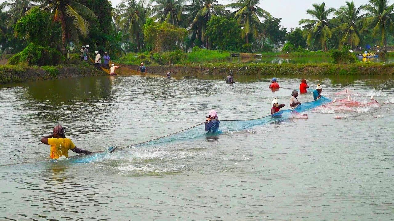 ROOPCHAND FISH HARVESTING IN POND