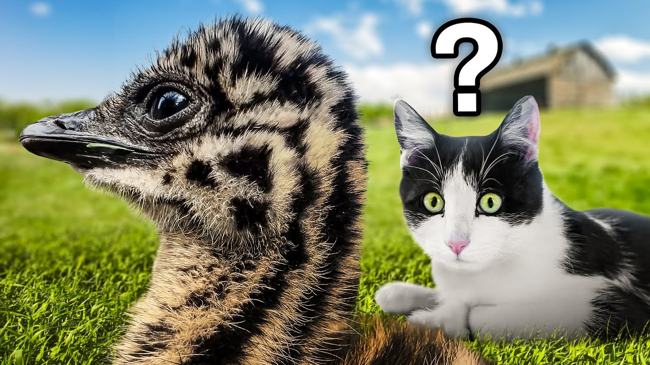 Что это вообще такое?