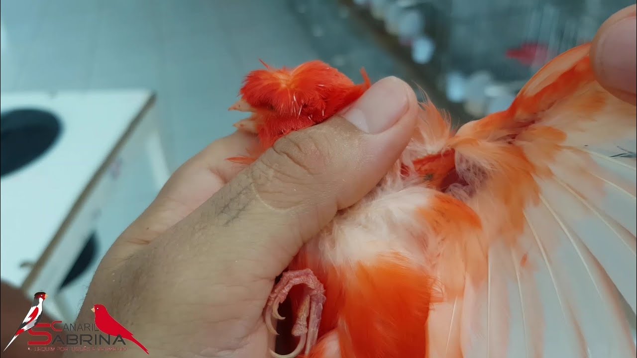 VACINEI TODOS OS CANÁRIOS CONTRA BOUBA