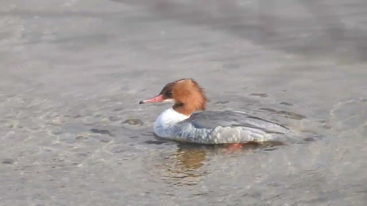 カワアイサ雄2羽 歩いて採餌・採食後飛翔し水面採餌・採食等in遠賀川