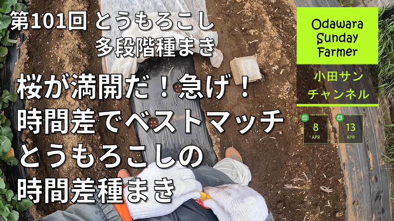 桜が満開だ！急げ！時間差でベストマッチ とうもろこしの時間差種まき ー 第101回 とうもろこし多段階種まき【家庭菜園】【ながめて楽しむ農作業】