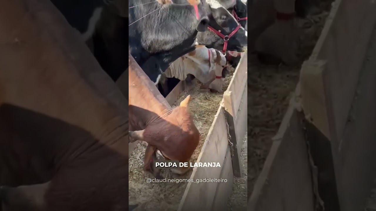 Tipos de volumoso | Pecu&aacute;ria Leiteira
