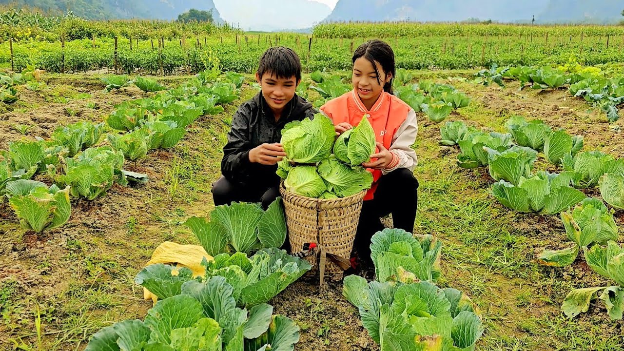 The unfortunate life of two homeless children picking apples and cabbage to sell for a living