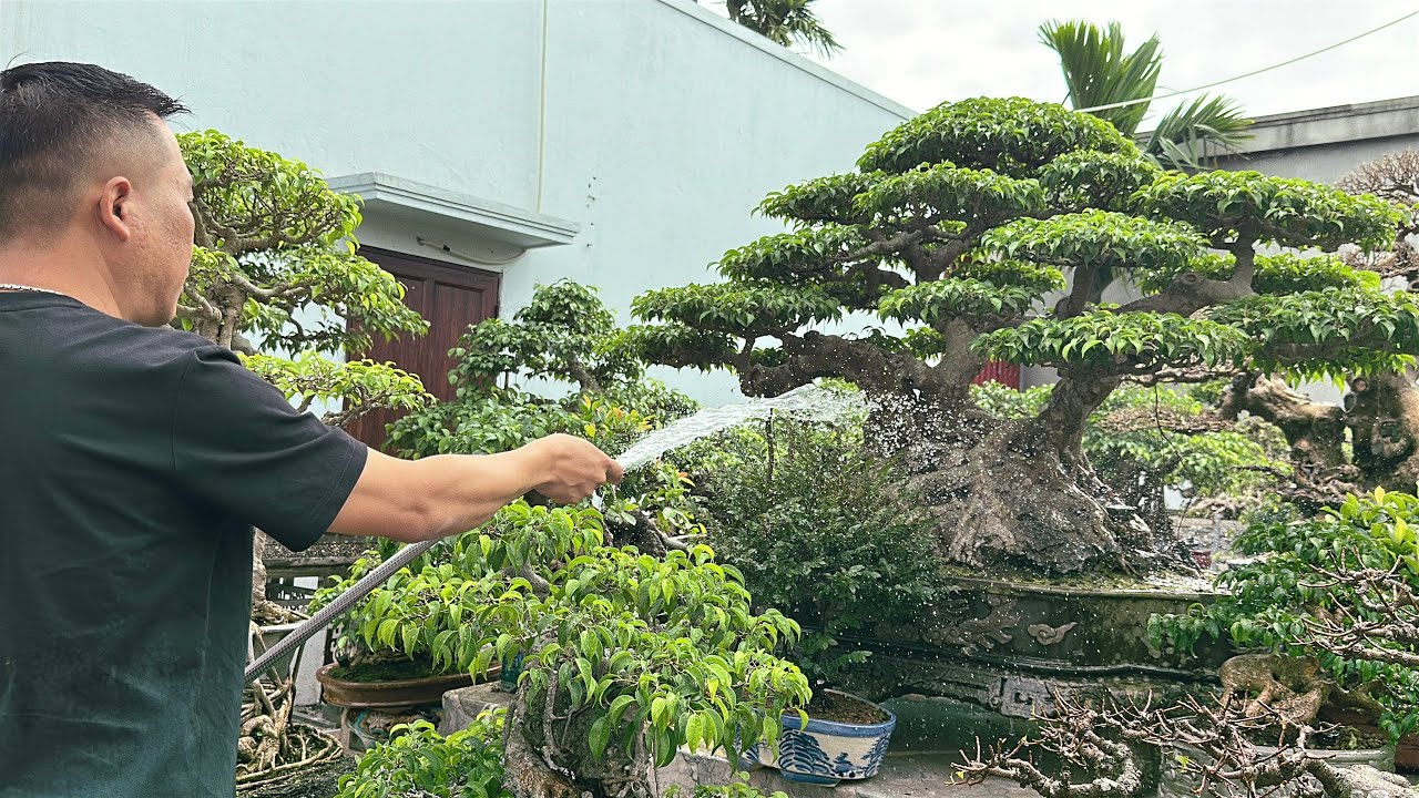 [MỘT LỐI ĐI RIÊNG] Không gian sân vườn nhà anh Huân tại Hải Phòng, với số lượng cây không hề nhỏ 