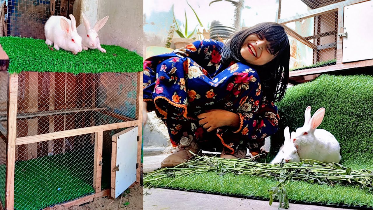 Decorating Rabbits New Cage 🐰